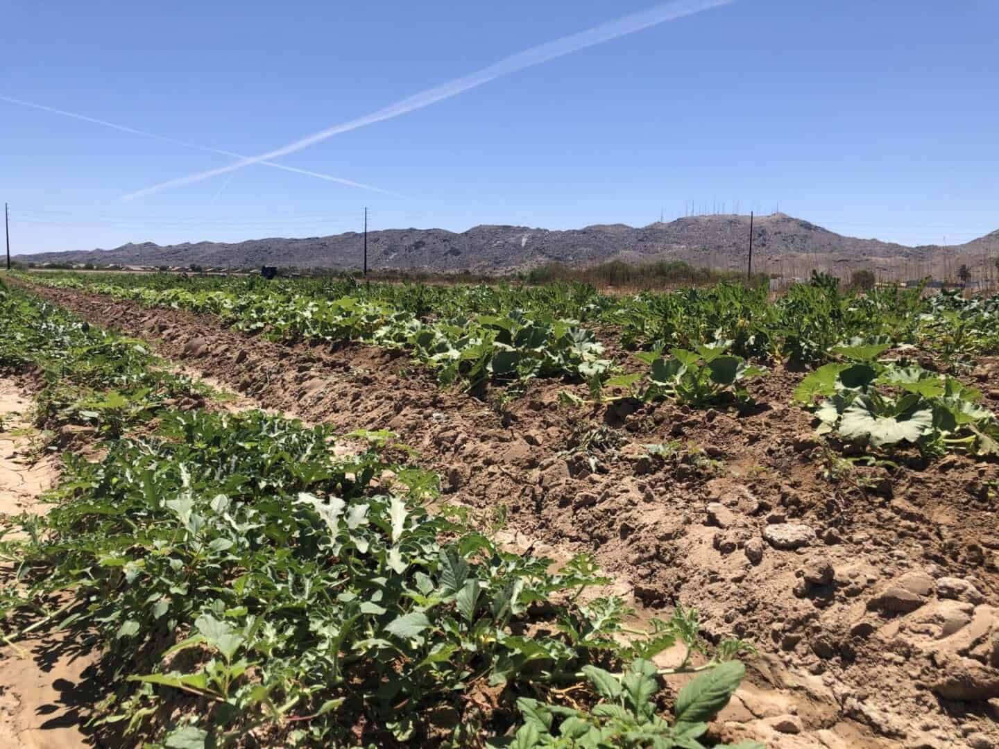 A field with many plants growing in it