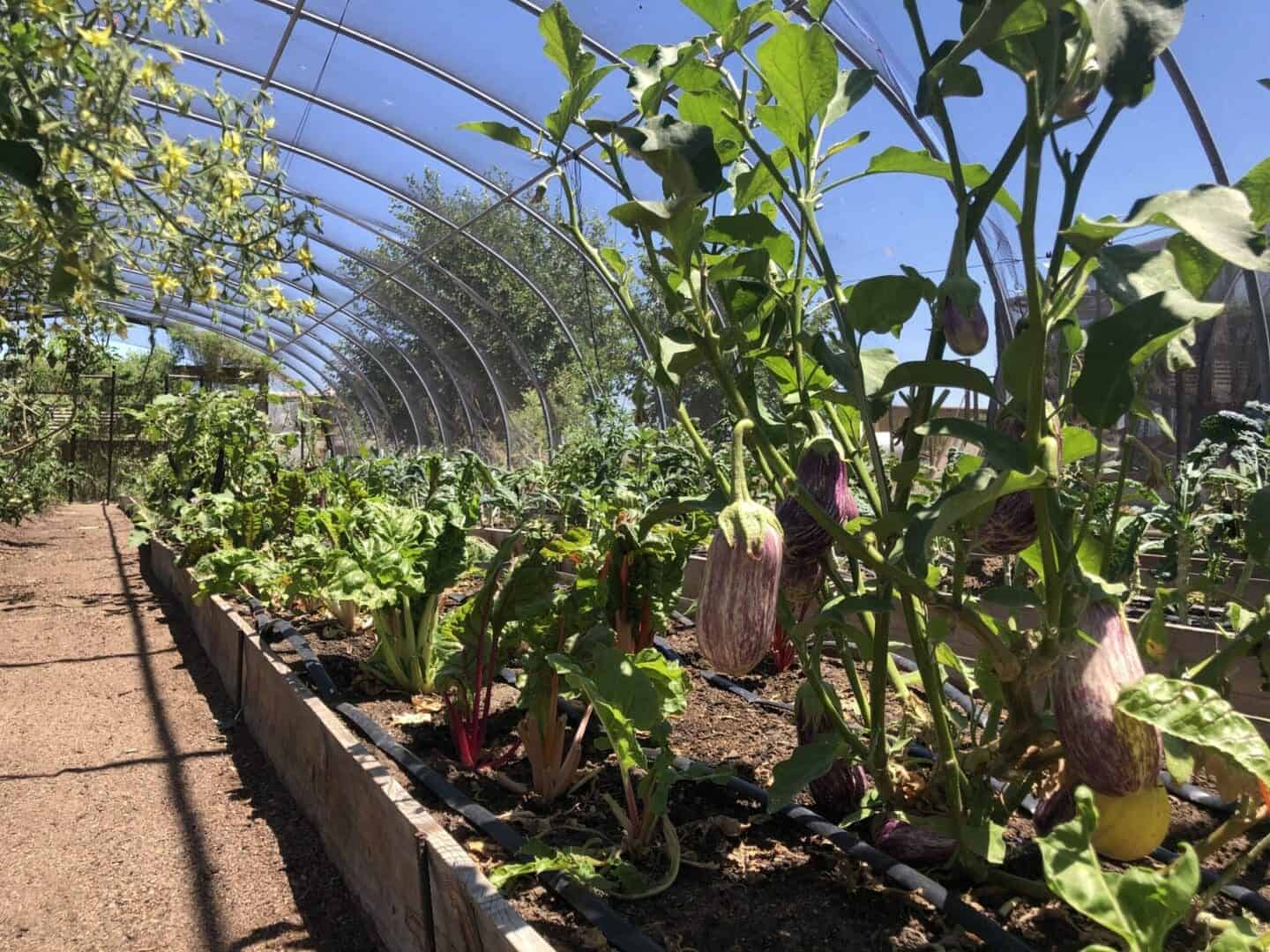 A scene of various vegetables grown in a raised bed in a green house.