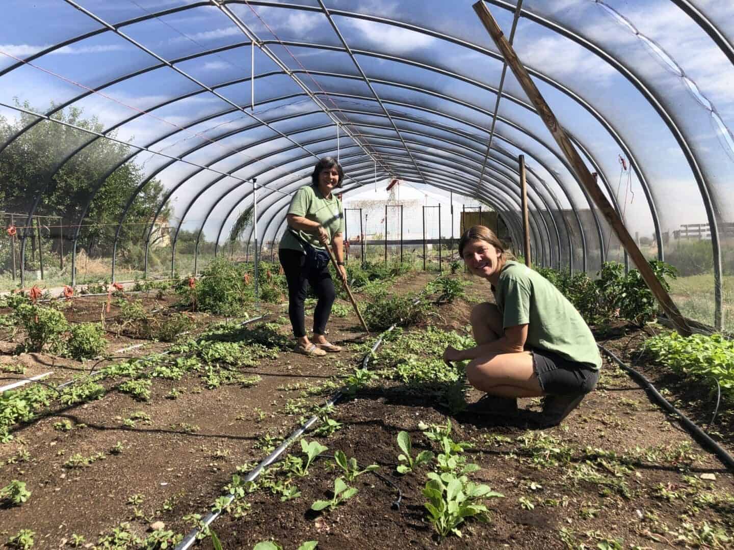 Two people in a greenhouse with plants growing.